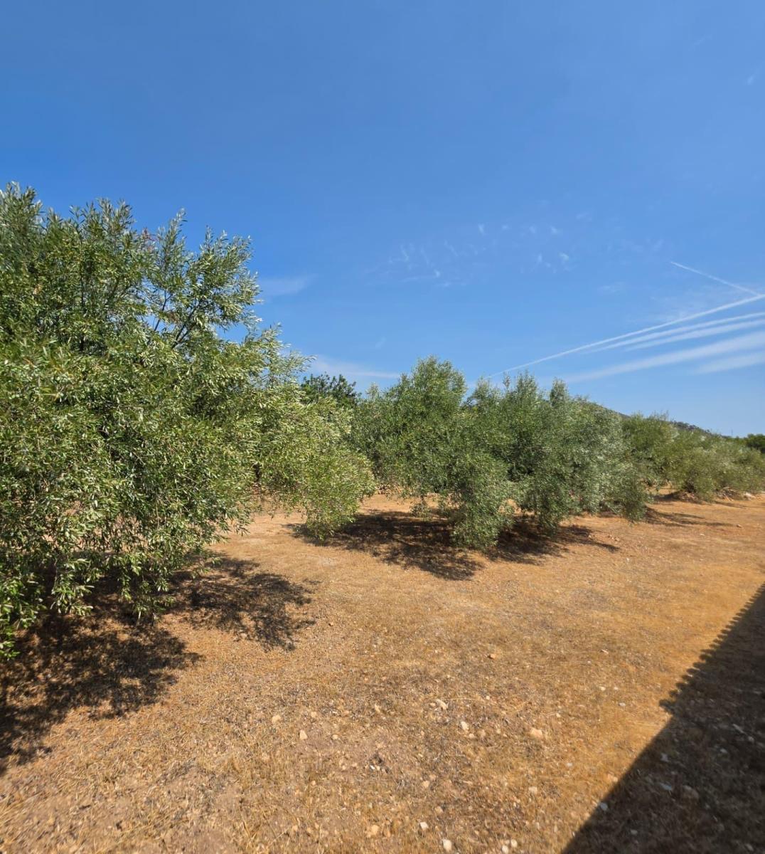 Finca en Venta en Vandellòs
