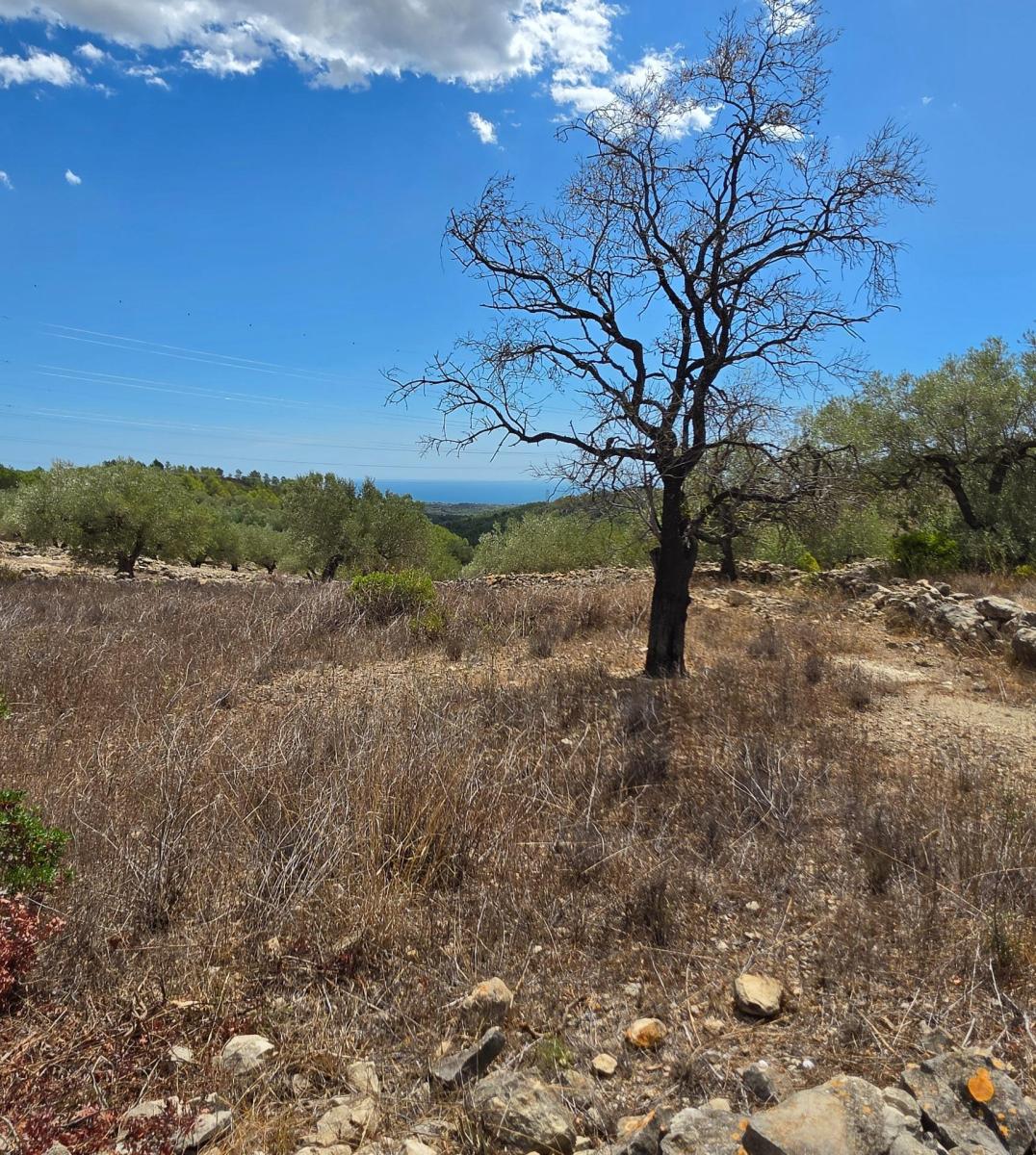 Finca en Venta en El Perelló