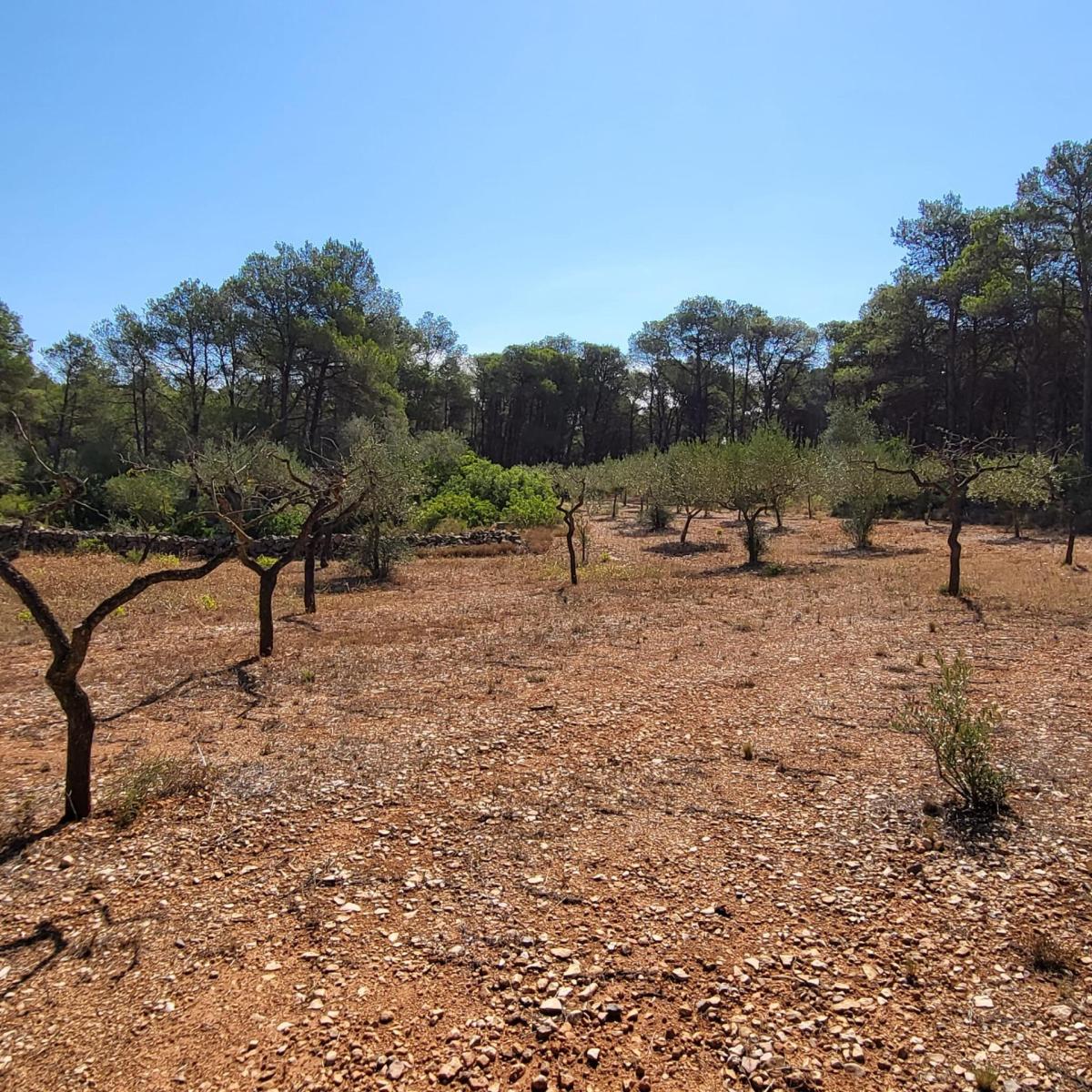 Finca en Venta en El Perelló