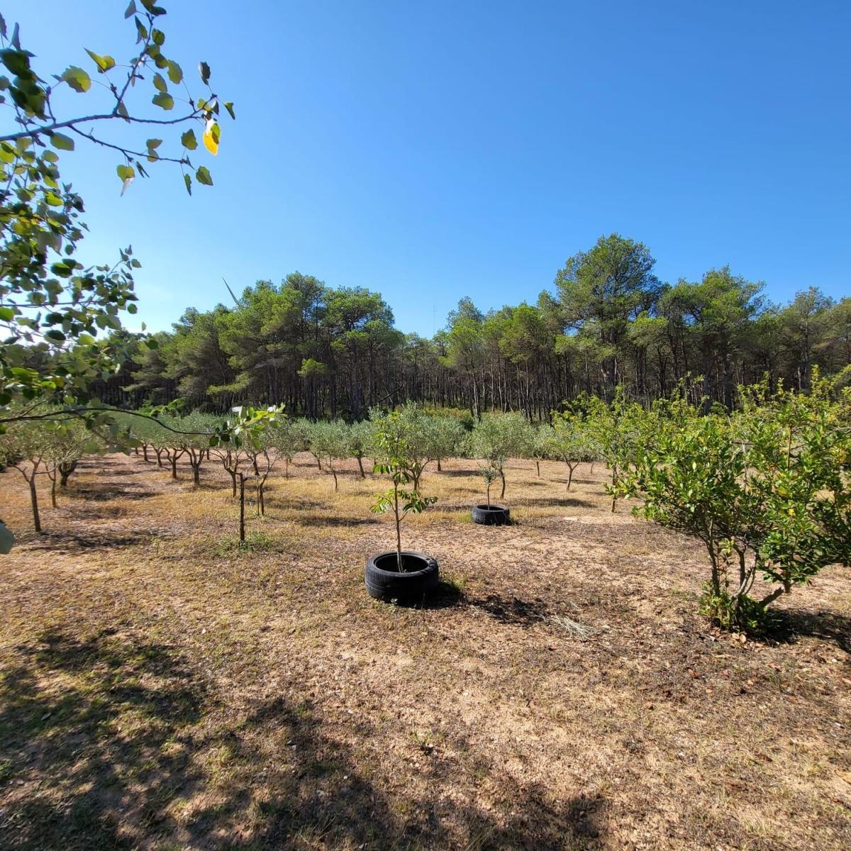 Finca en Venta en El Perelló