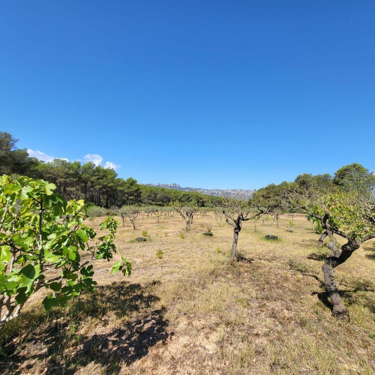 Finca en Venta en El Perelló
