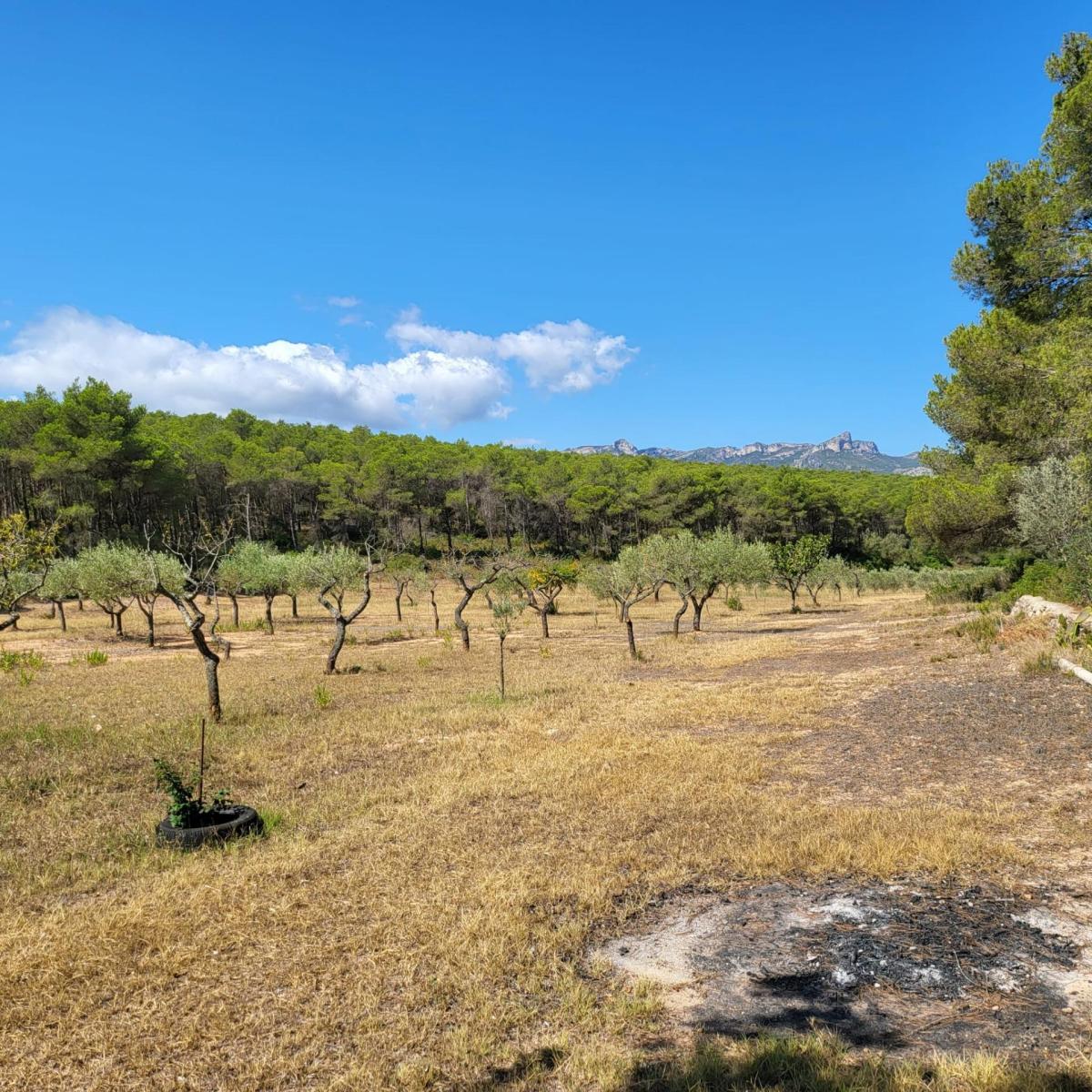 Finca en Venta en El Perelló