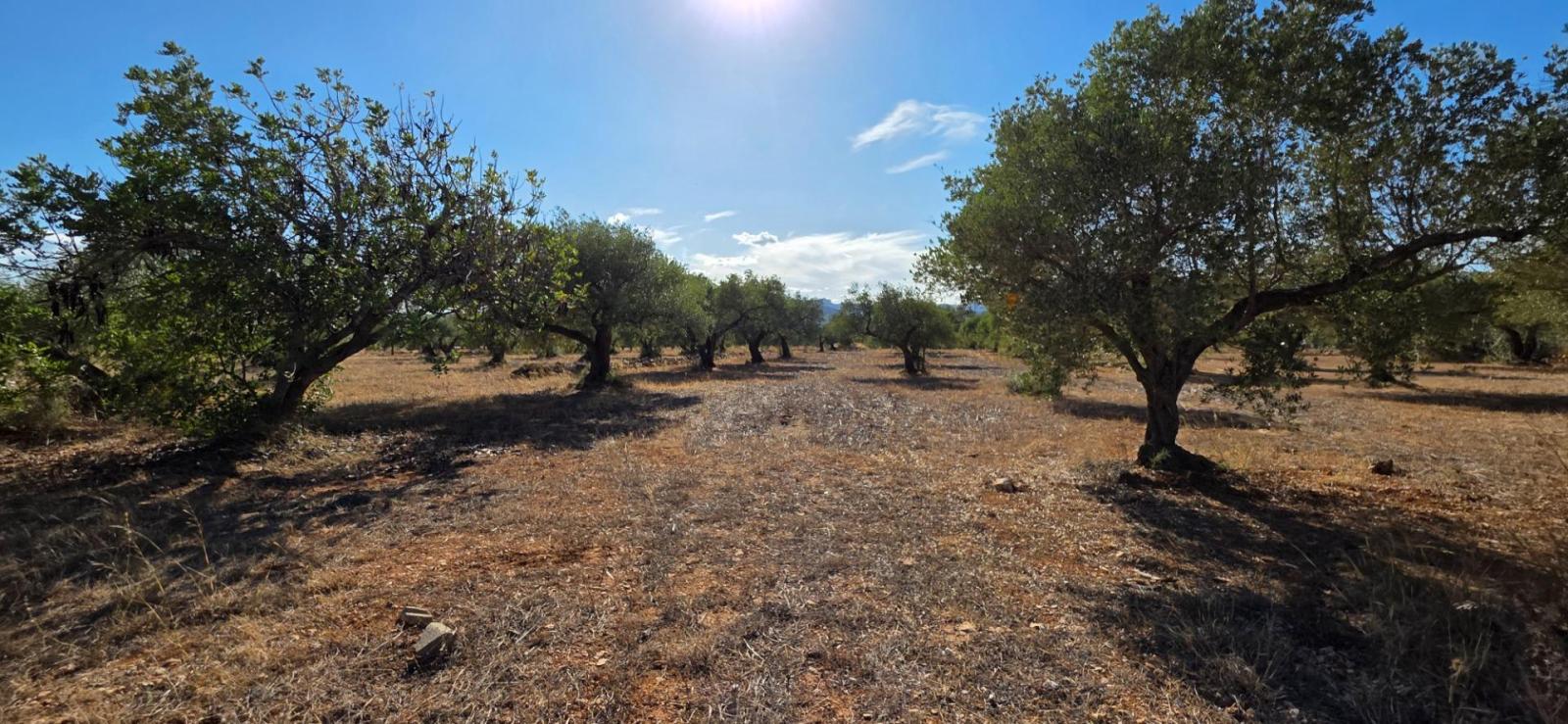 Finca en Venta en L' Ametlla de Mar
