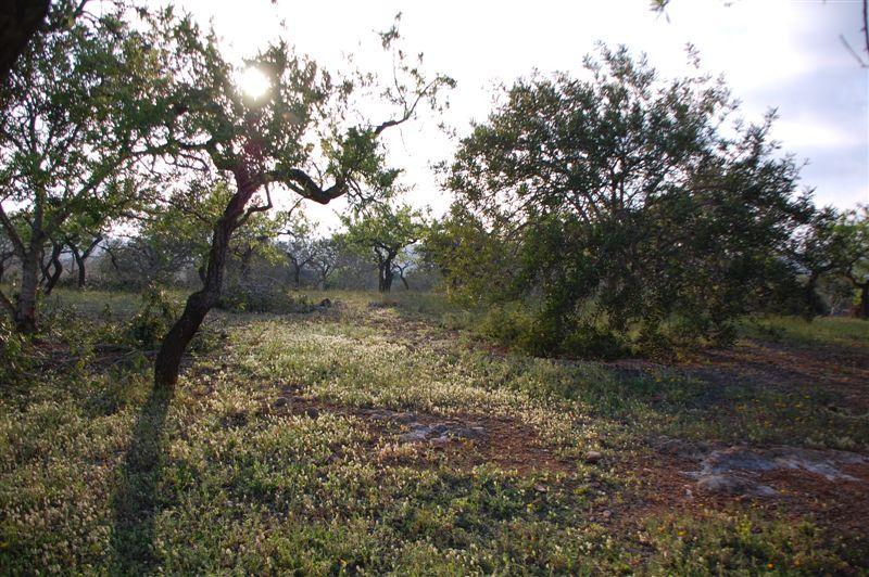 Finca en Venta en El Perelló