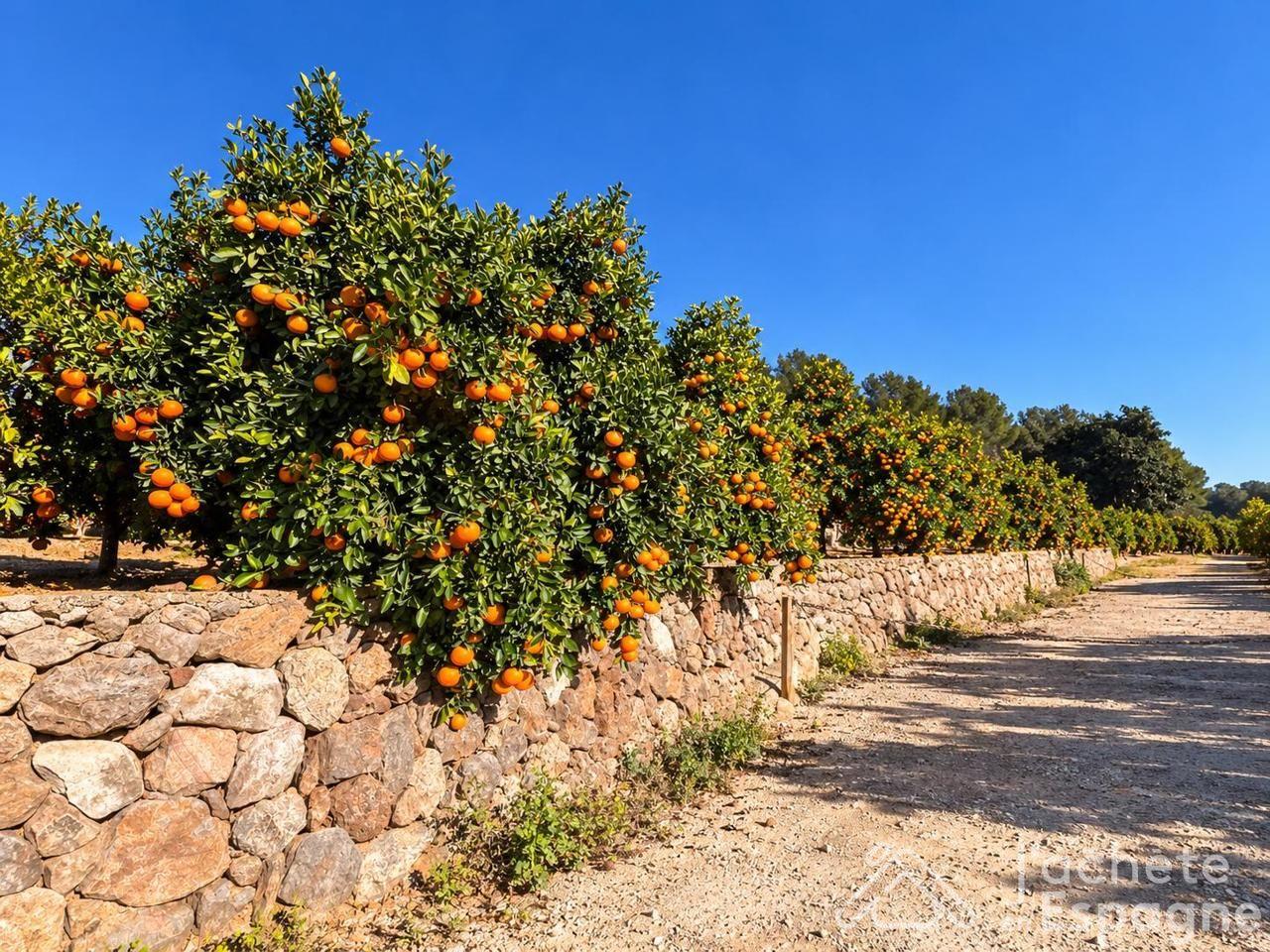 Building Site for Sale in Benifairó de la Valldigna