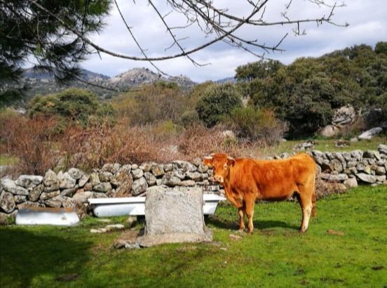 Plot for Sale in Fresnedillas de la Oliva