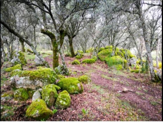 Plot for Sale in Fresnedillas de la Oliva