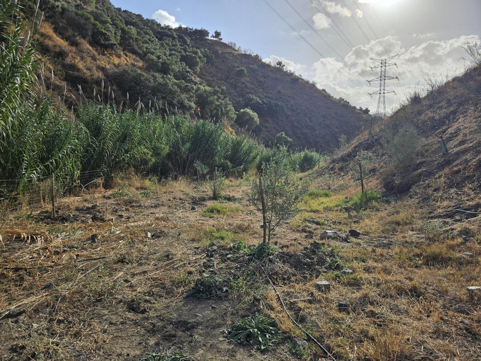 Plot for Sale in Casarabonela