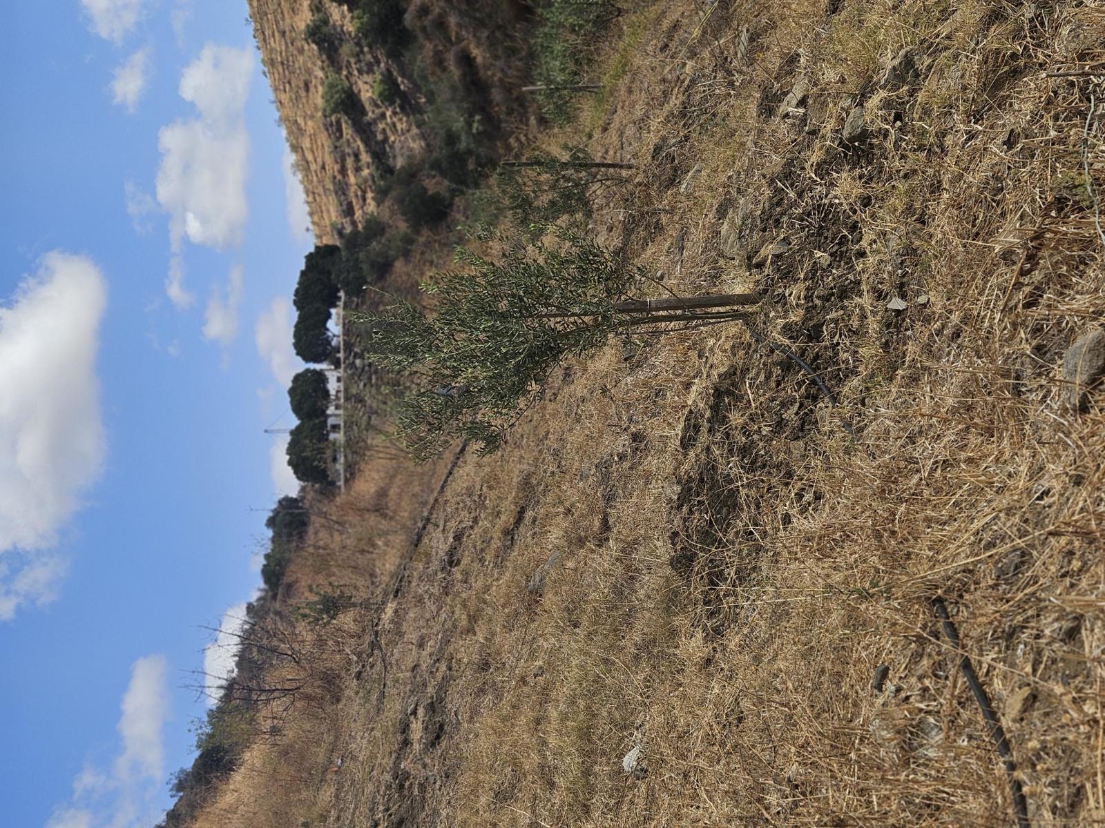 Plot for Sale in Casarabonela