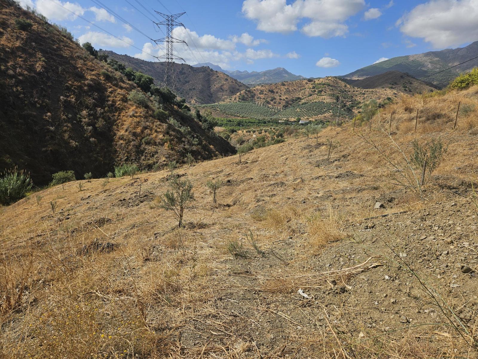 Plot for Sale in Casarabonela