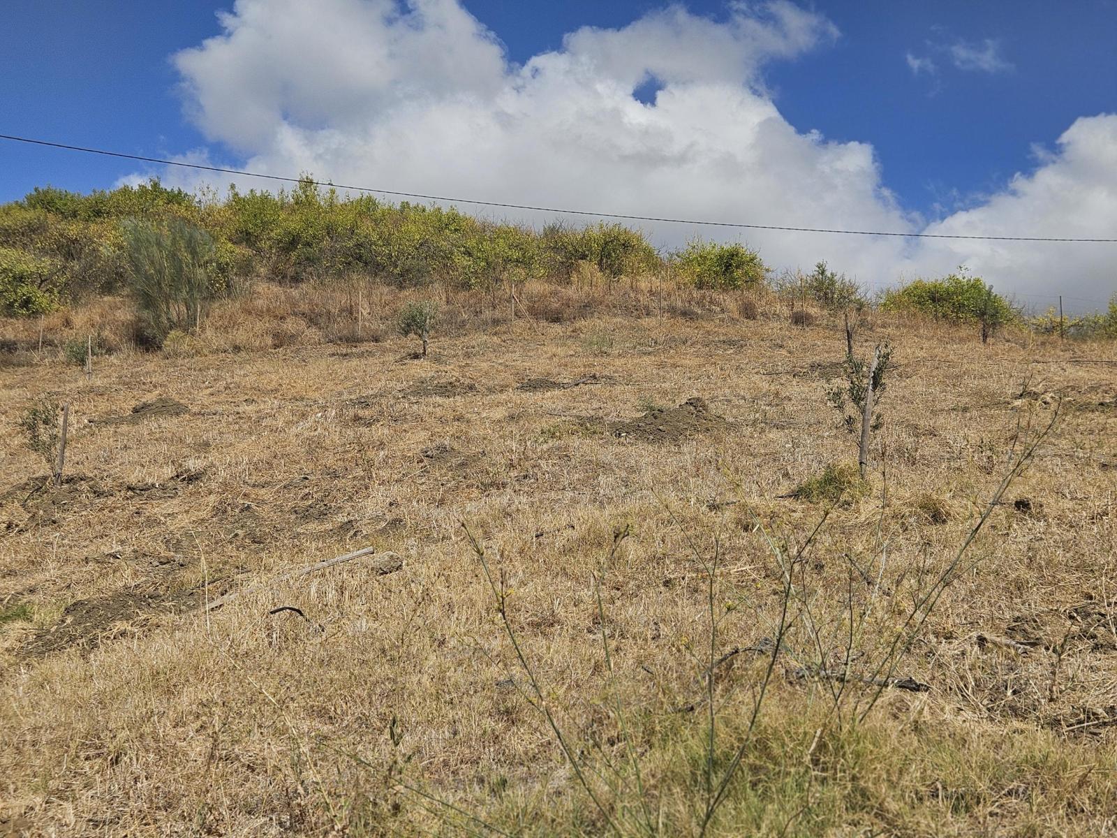 Plot for Sale in Casarabonela