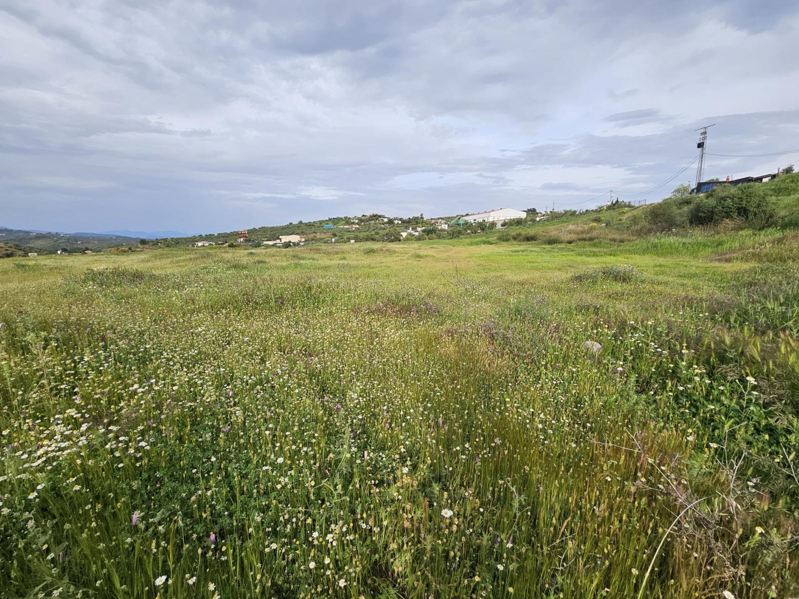 Plot for Sale in Tolox