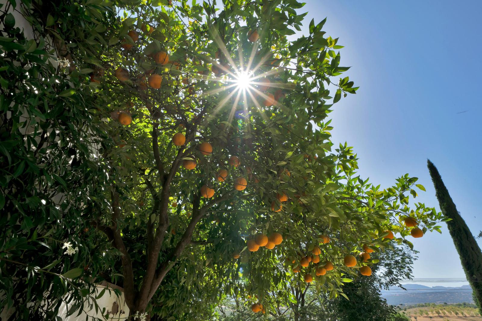Villa for Sale in Ronda