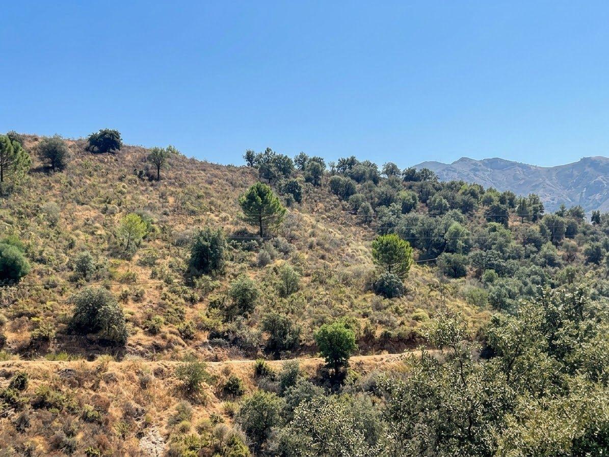 Plot for Sale in Monda