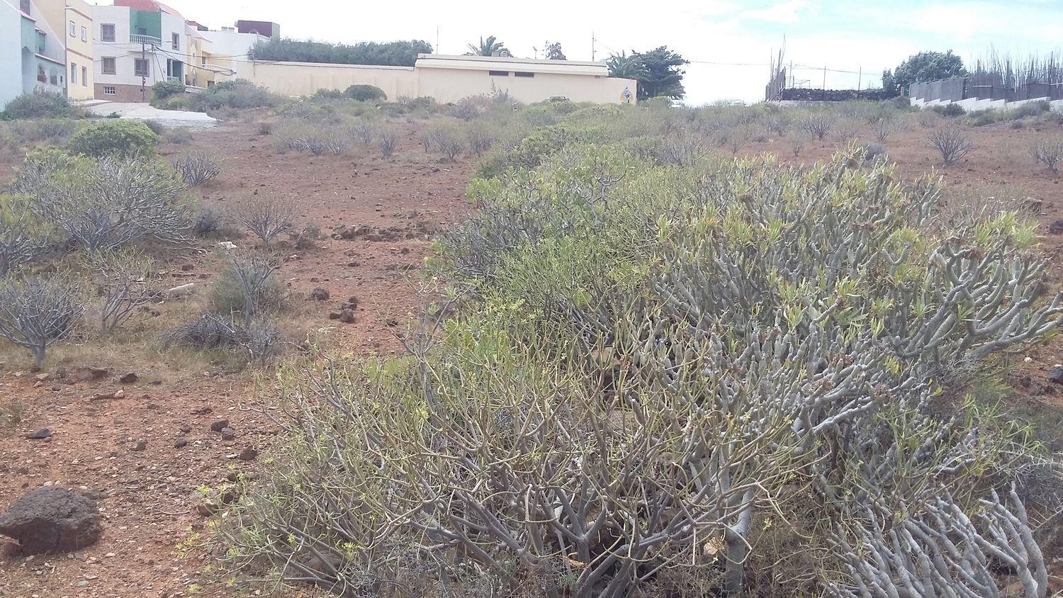 Plot for Sale in Ingenio