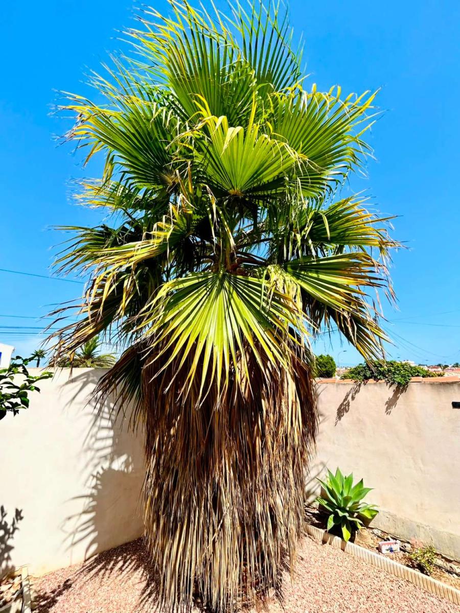 Villa en Venta en Torrevieja