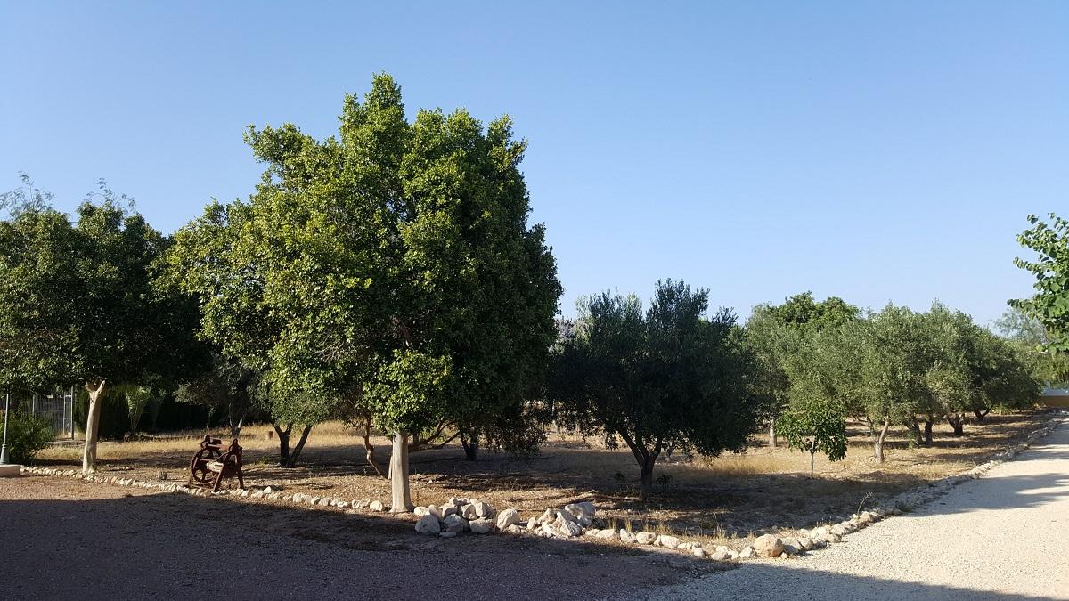 Finca en Venta en Orihuela