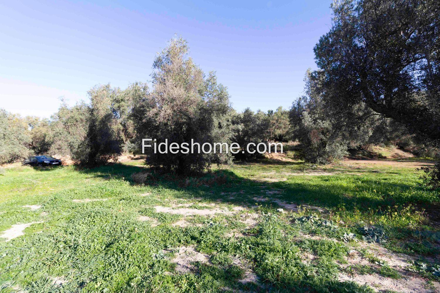 Plot for Sale in Lecrín