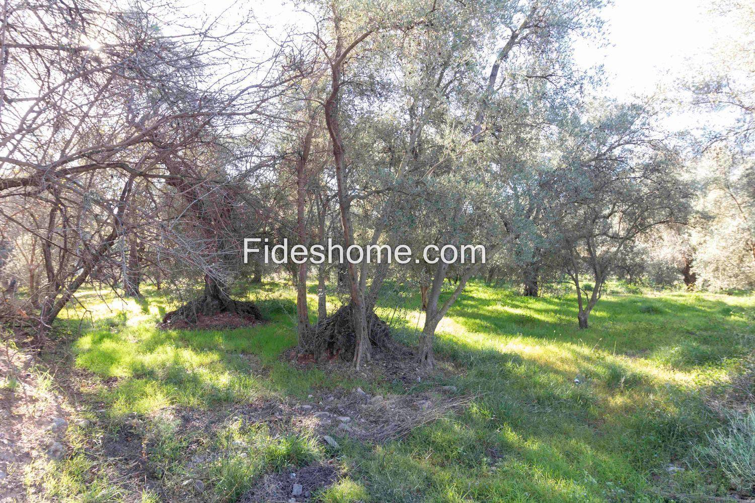 Plot for Sale in Lecrín