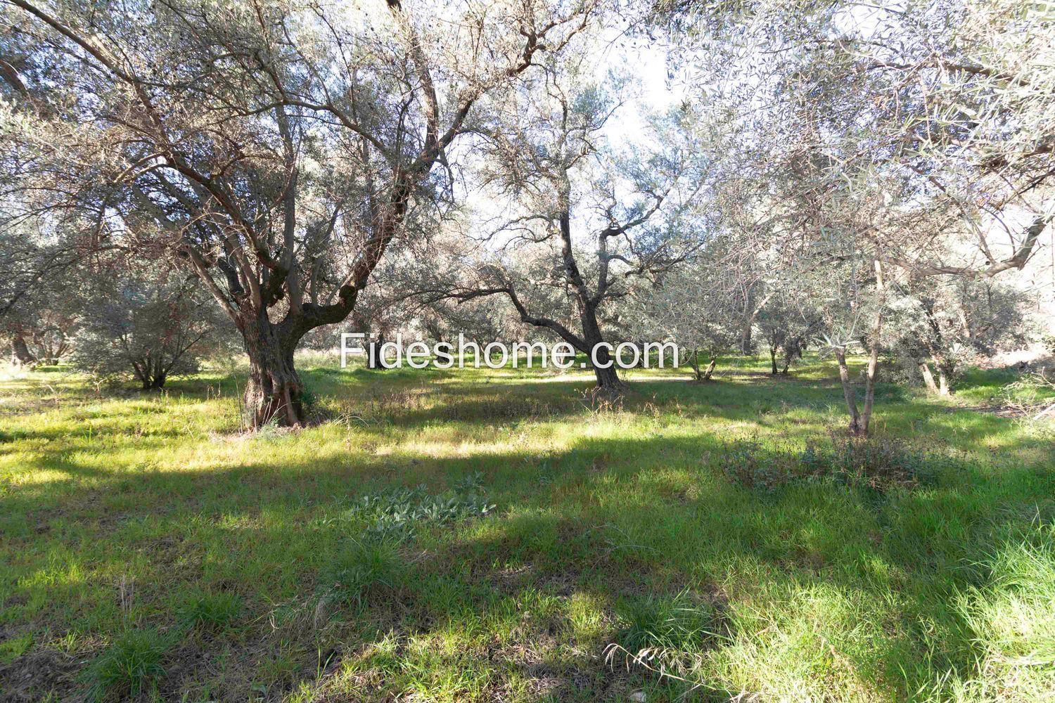 Plot for Sale in Lecrín