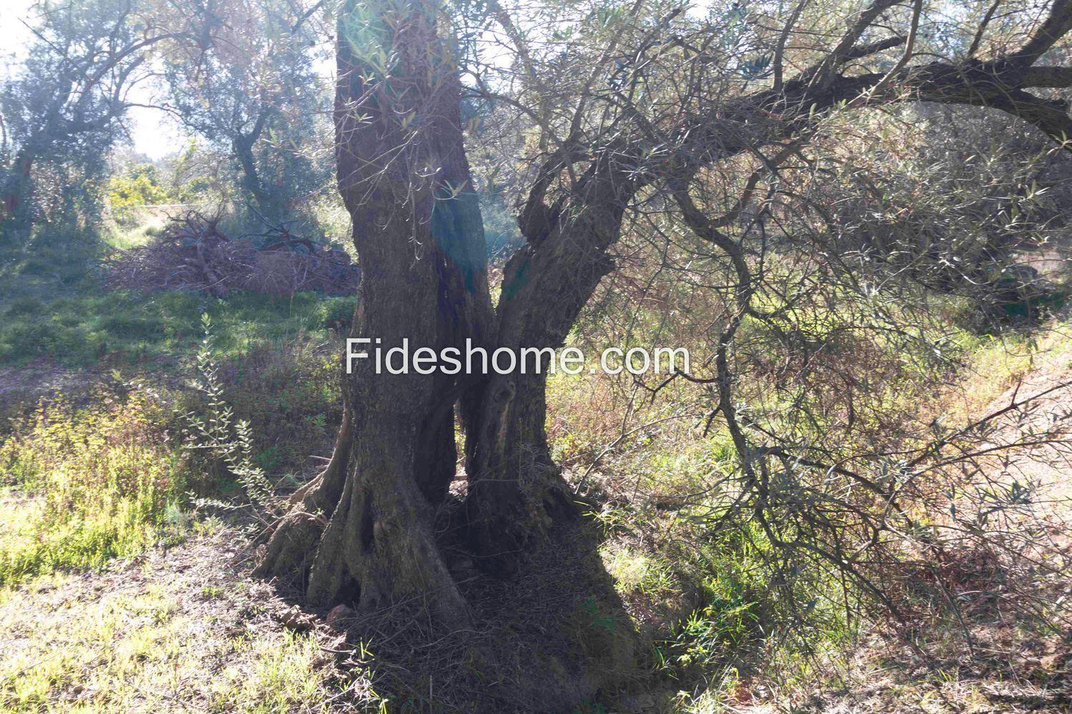 Plot for Sale in Lecrín