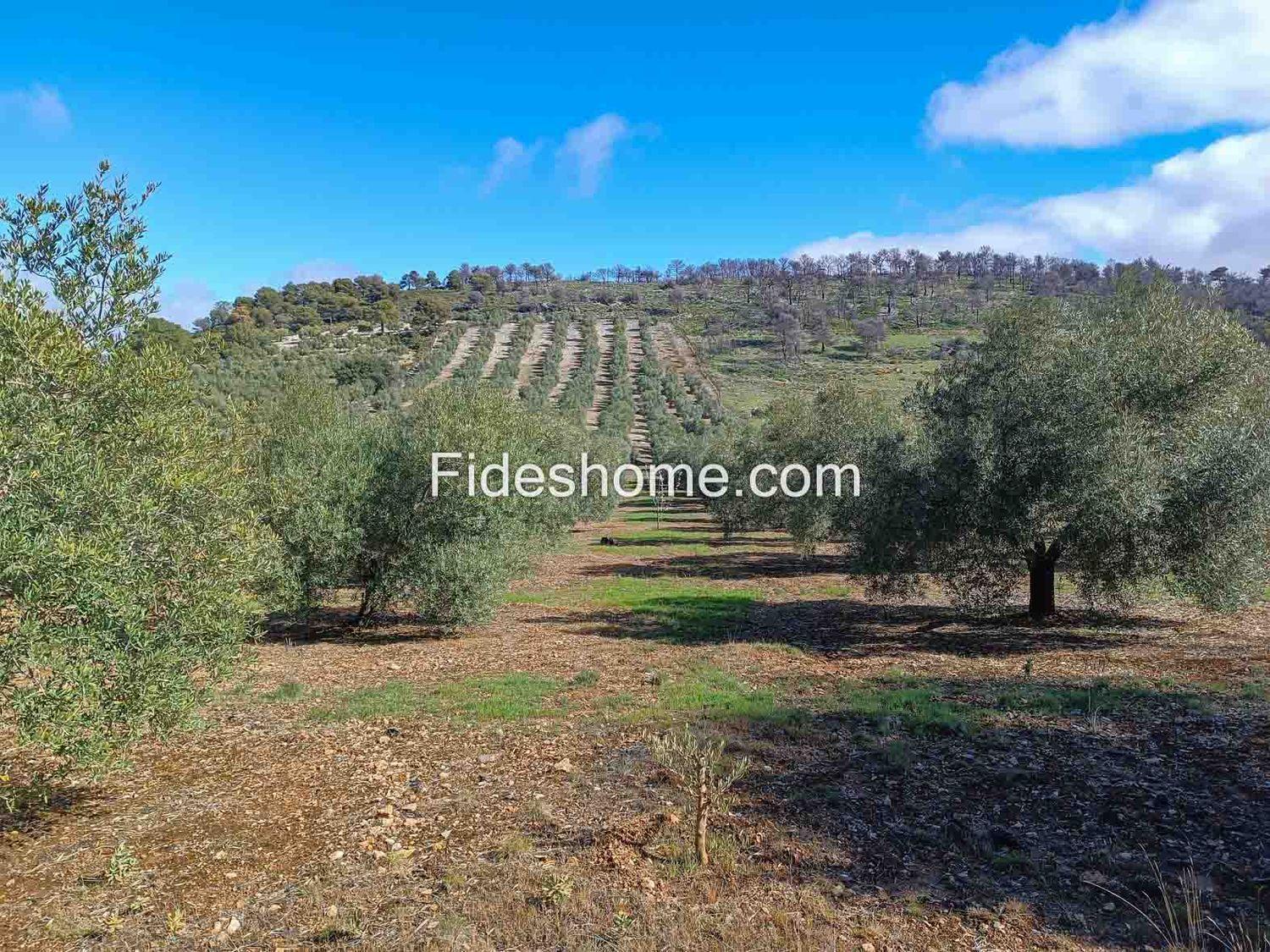 Building Site for Sale in Albuñuelas