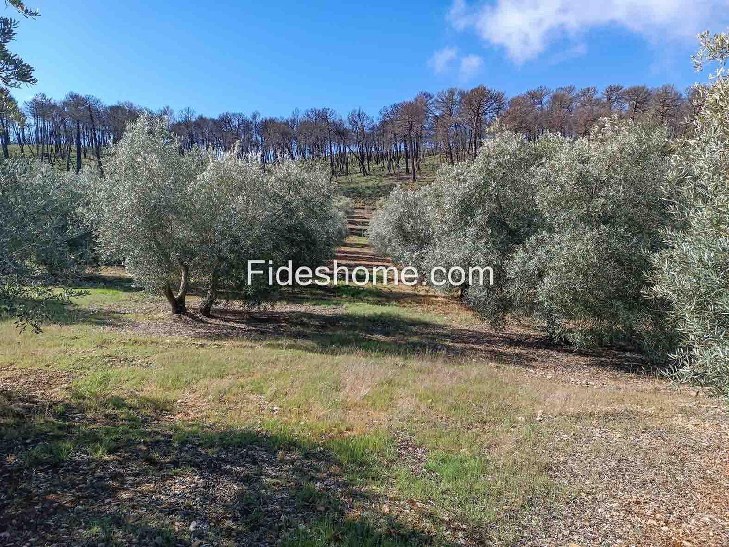 Building Site for Sale in Albuñuelas