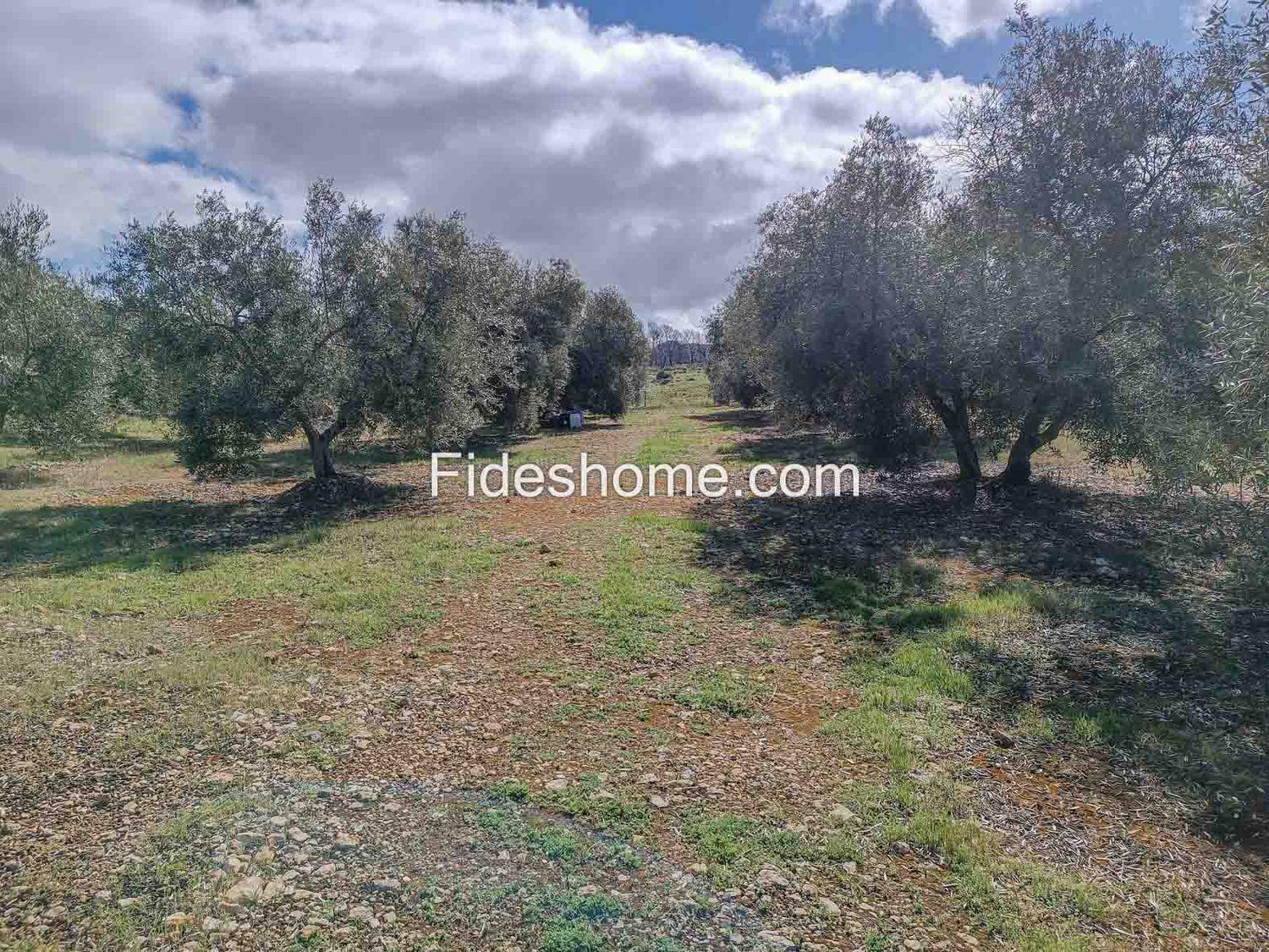 Building Site for Sale in Albuñuelas
