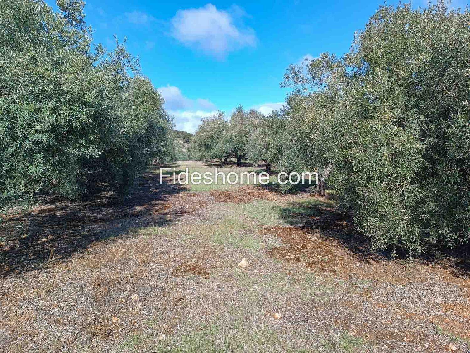 Building Site for Sale in Albuñuelas