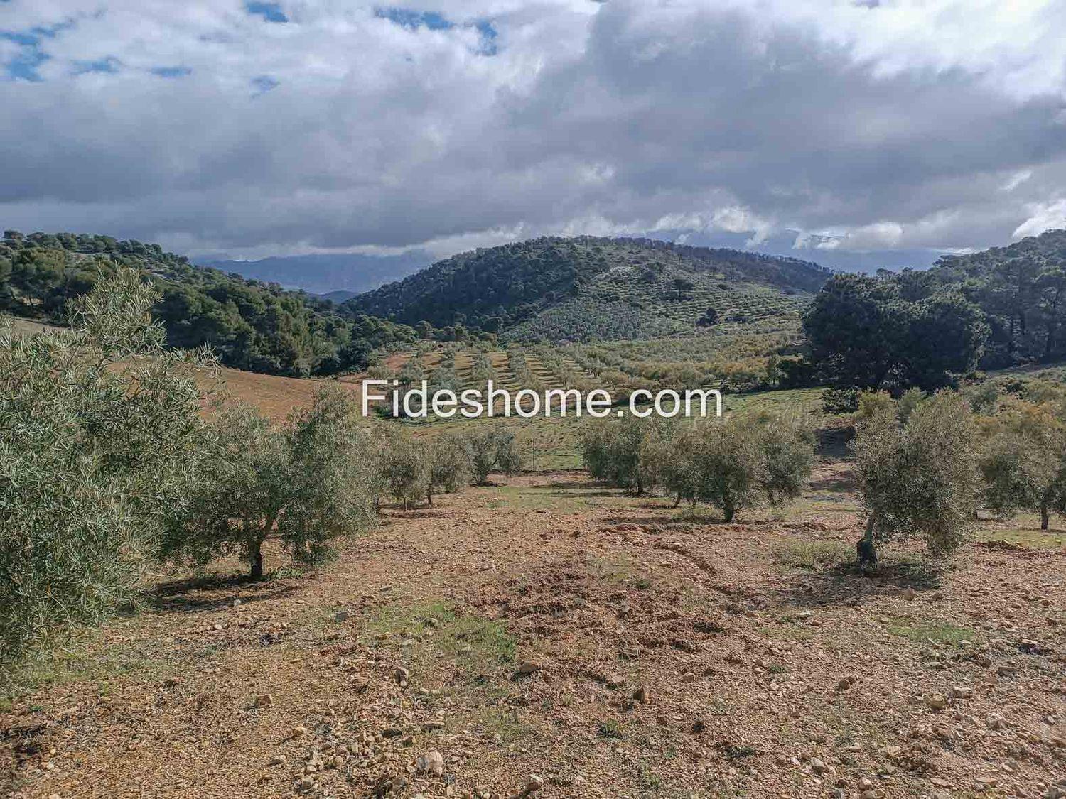 Building Site for Sale in Albuñuelas