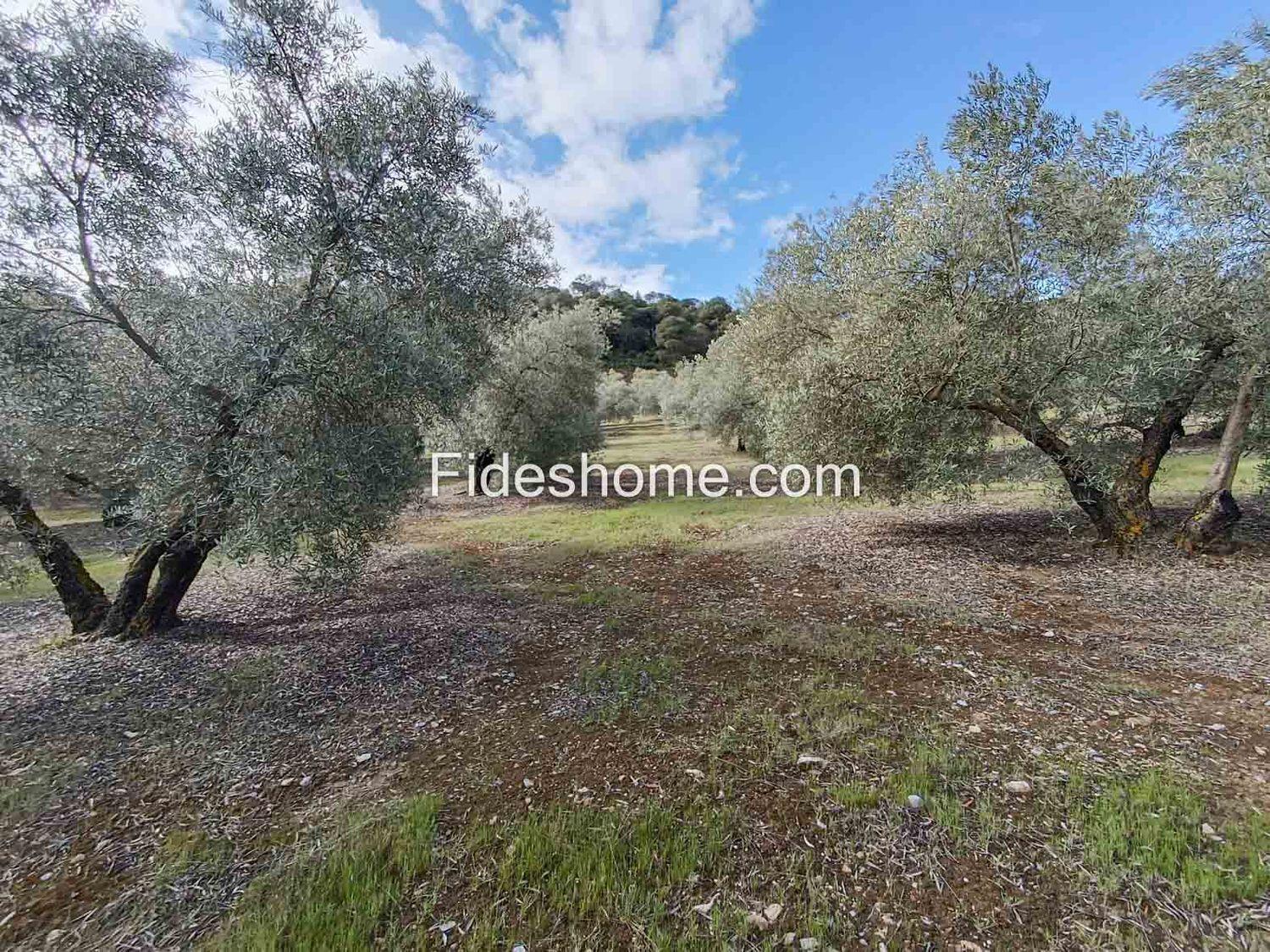 Building Site for Sale in Albuñuelas