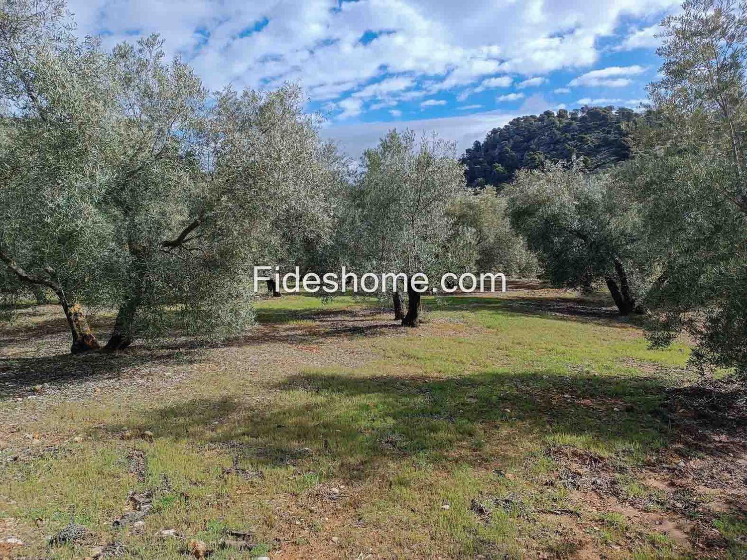 Building Site for Sale in Albuñuelas