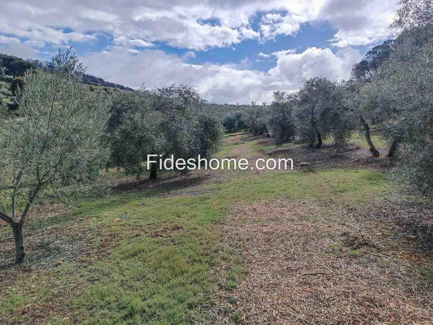 Building Site for Sale in Albuñuelas