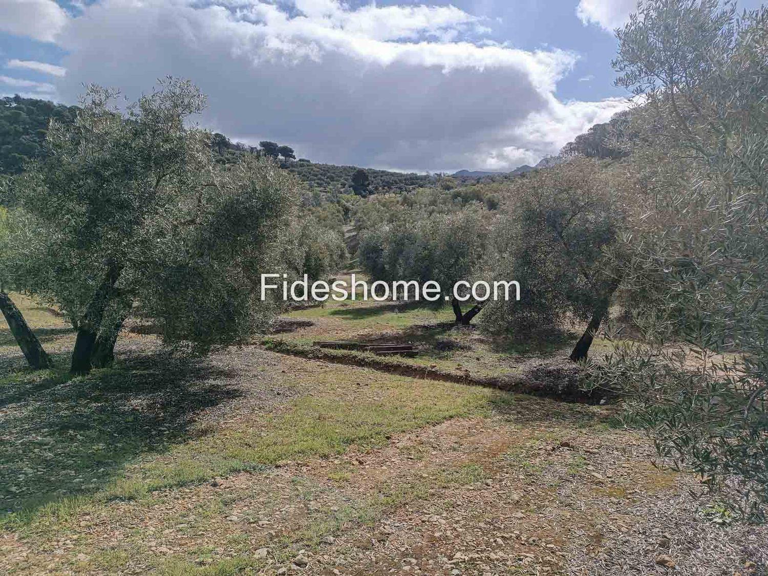 Building Site for Sale in Albuñuelas