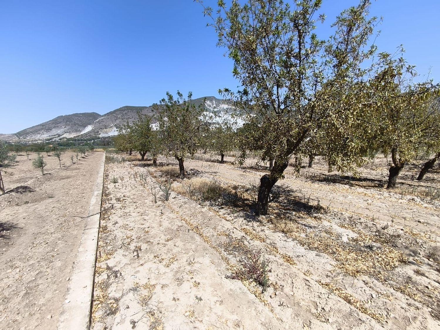 Building Site for Sale in Dúrcal