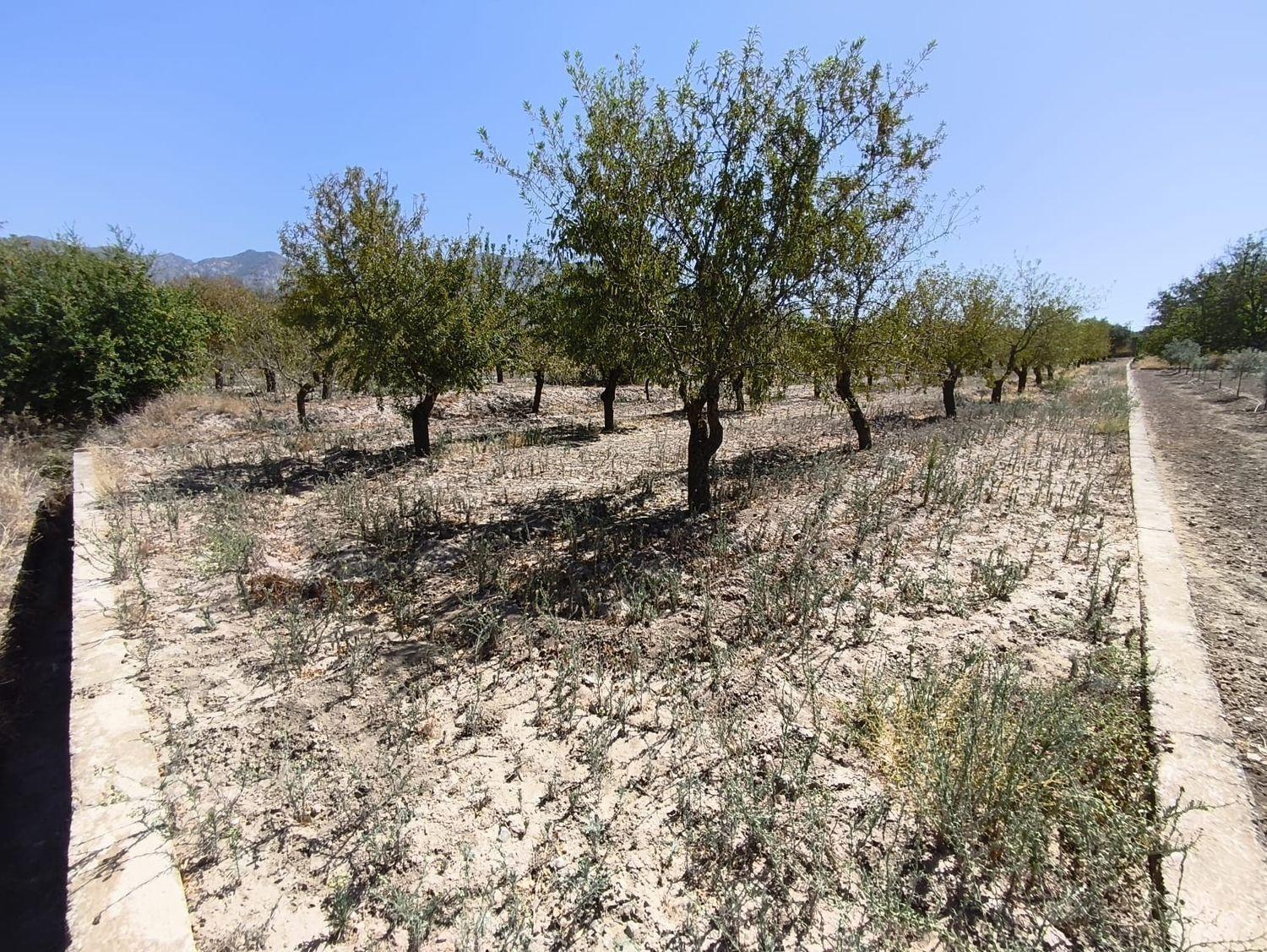Building Site for Sale in Dúrcal