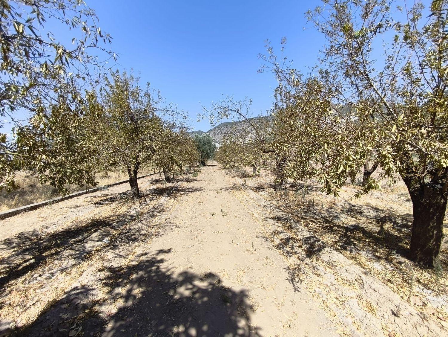 Building Site for Sale in Dúrcal