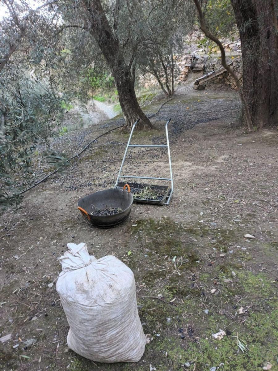 Plot for Sale in El Pinar