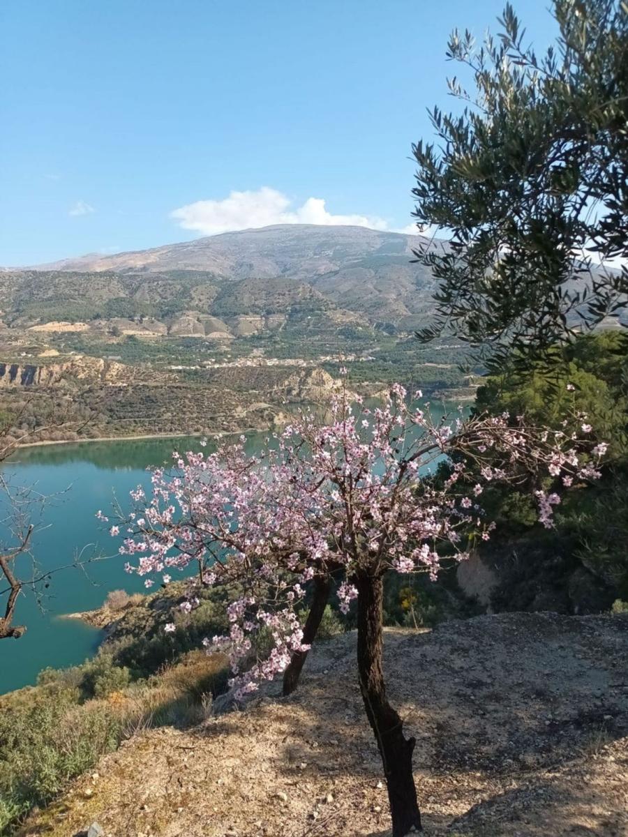 Building Site for Sale in El Pinar