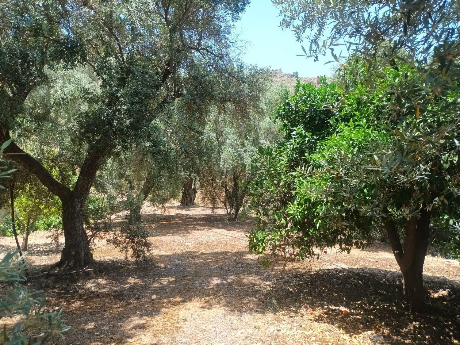 Building Site for Sale in El Pinar