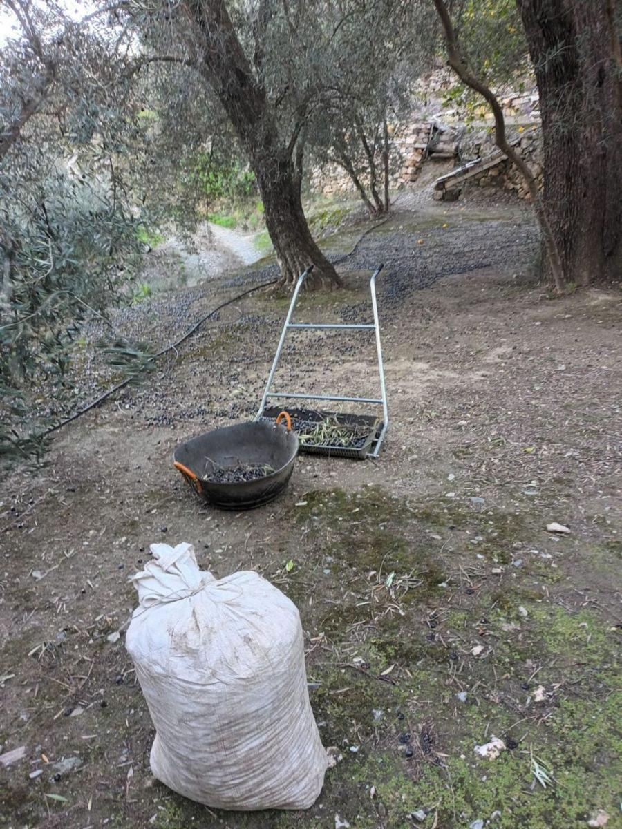 Building Site for Sale in El Pinar