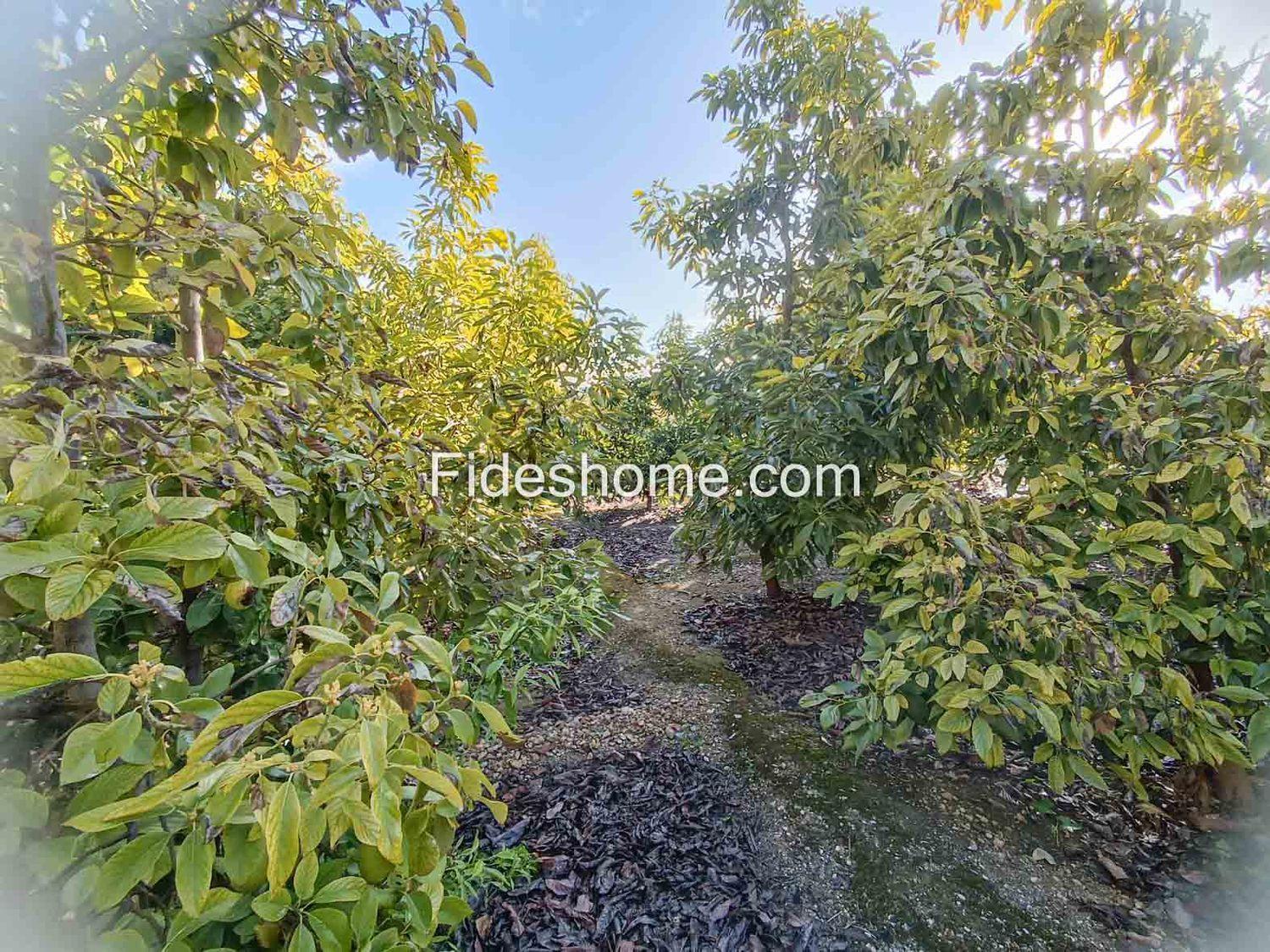 Plot for Sale in Albuñuelas