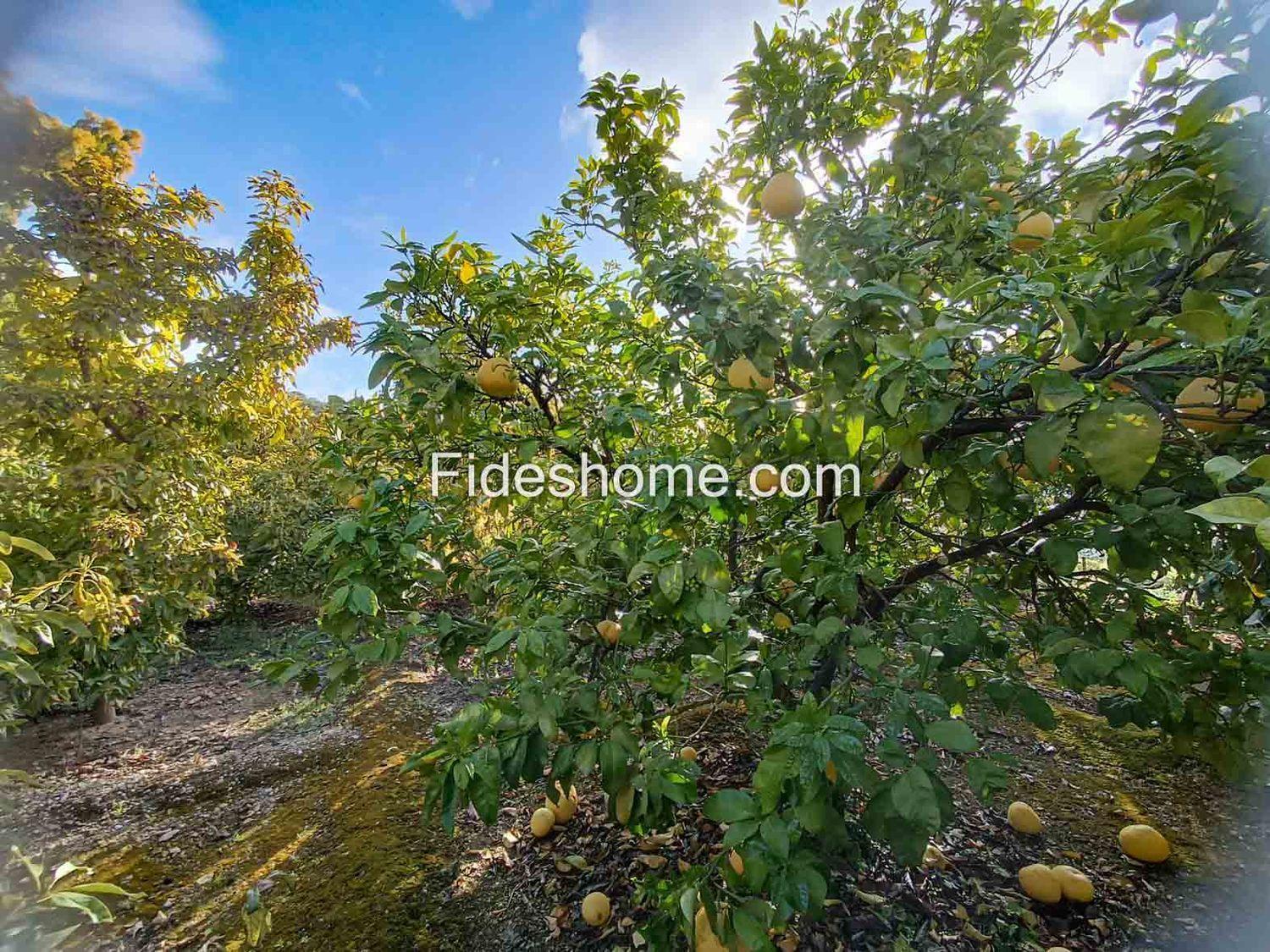 Plot for Sale in Albuñuelas