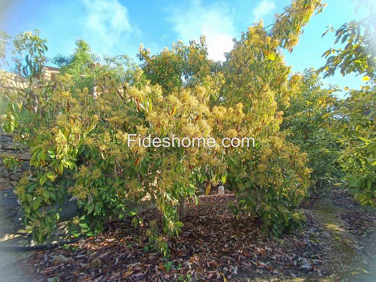 Plot for Sale in Albuñuelas