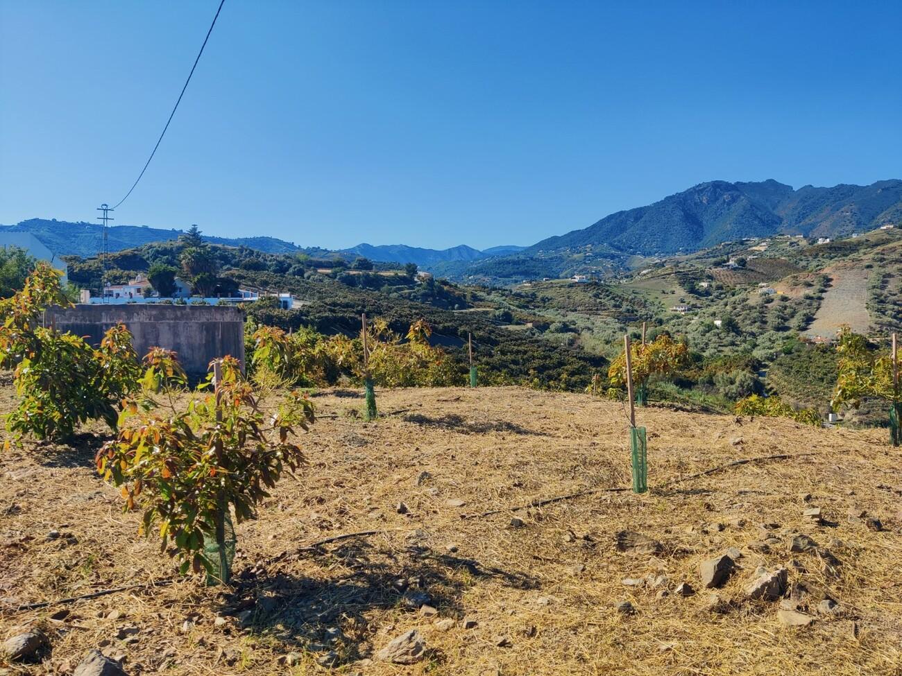 Building Site for Sale in Frigiliana