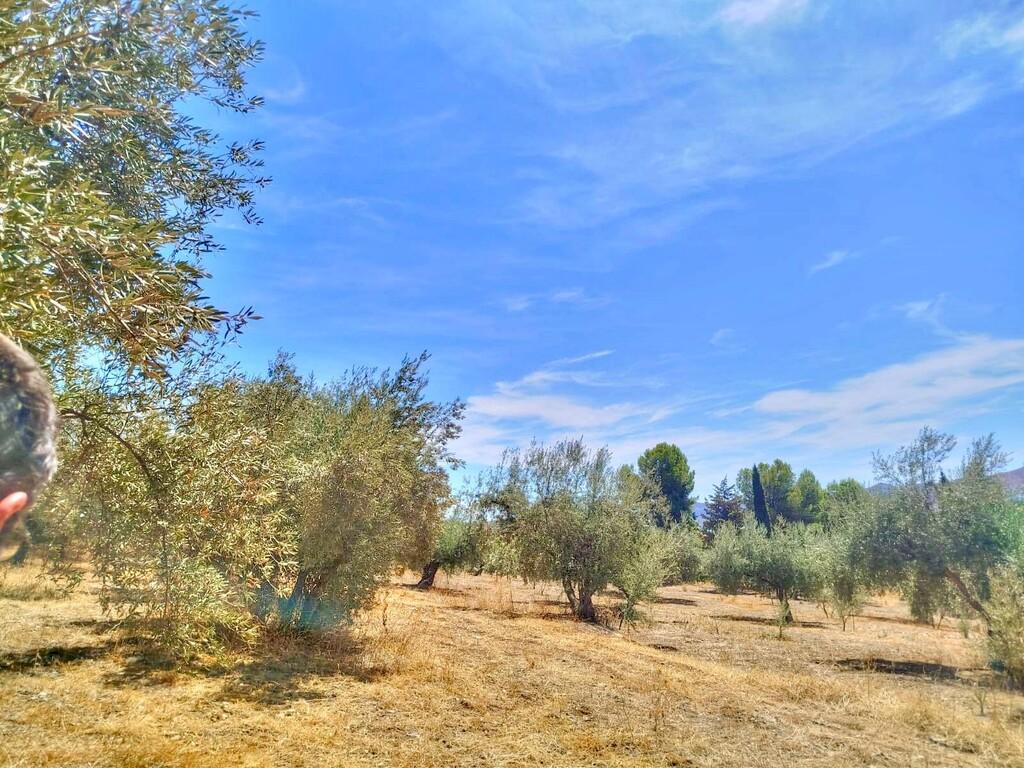 Building Site for Sale in Periana