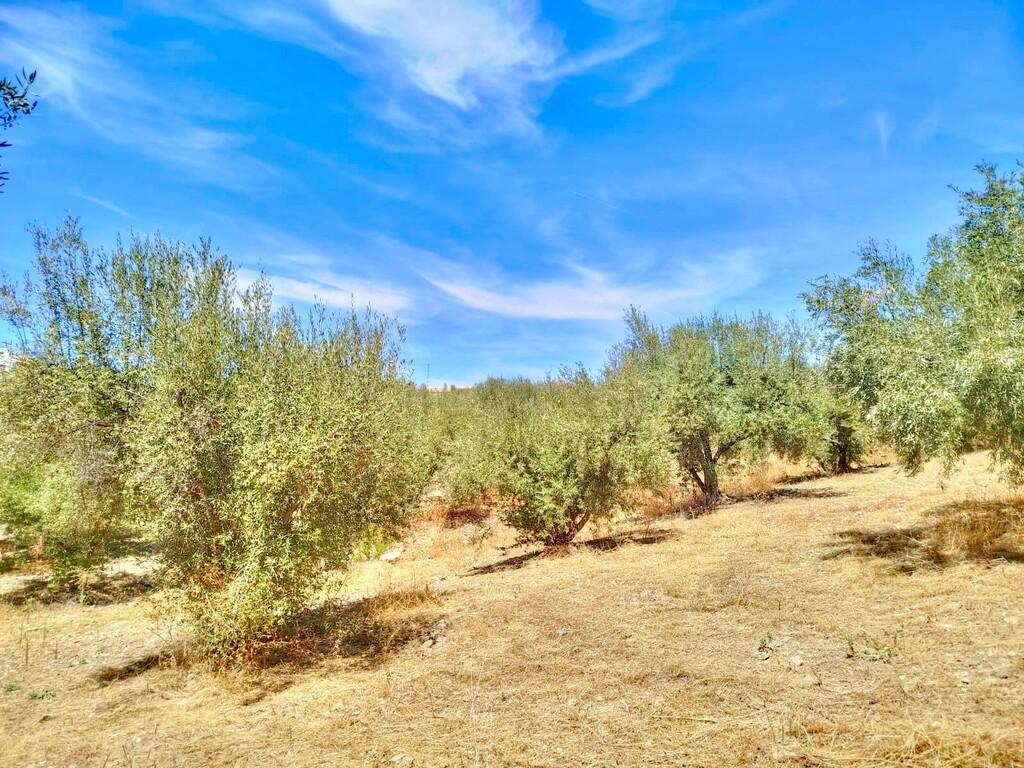 Building Site for Sale in Periana