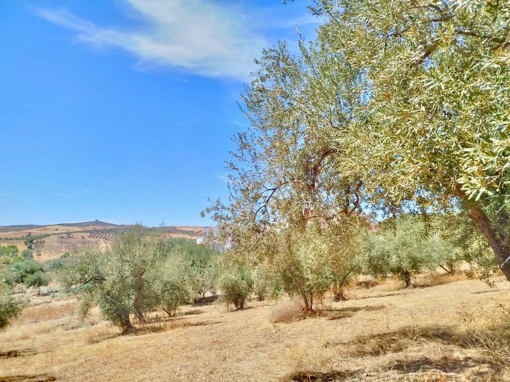 Building Site for Sale in Periana