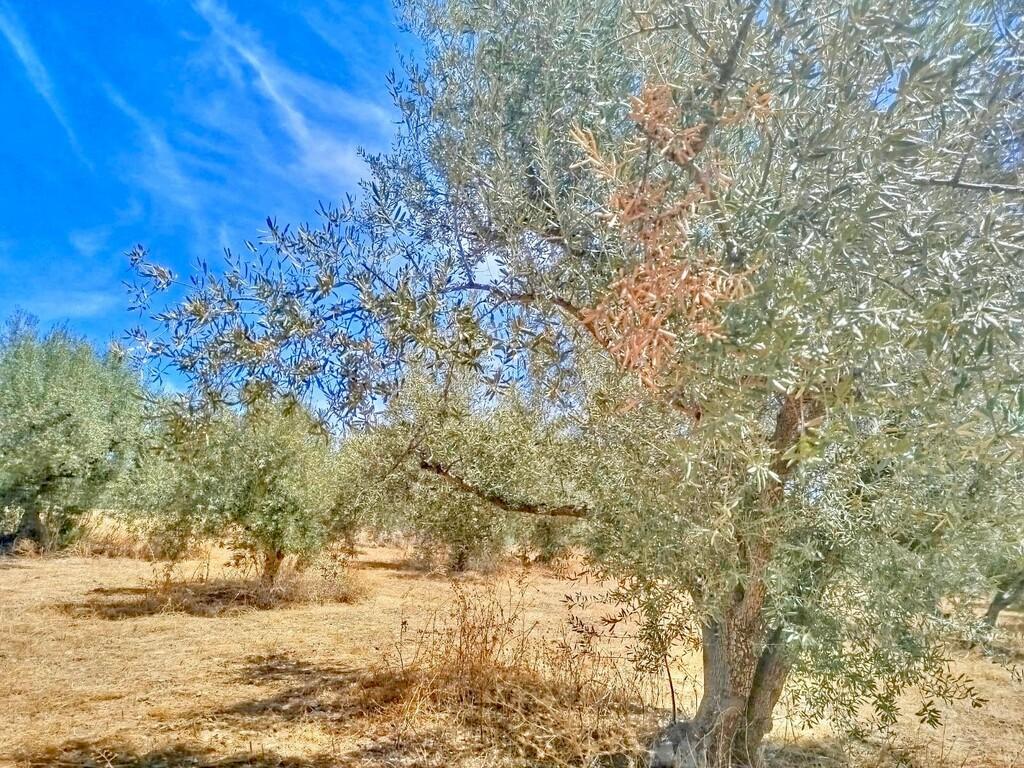 Building Site for Sale in Periana