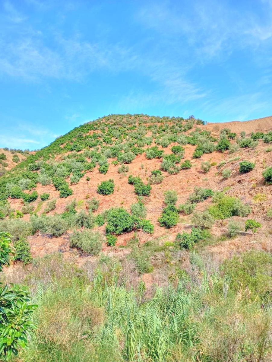 Plot for Sale in El Borge